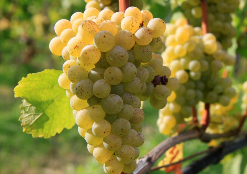 dbc33594aa05cb2a3e919e02f132aae6 Як зробити вино з білого винограду: прості рецепти, кращі сорти, покрокове приготування