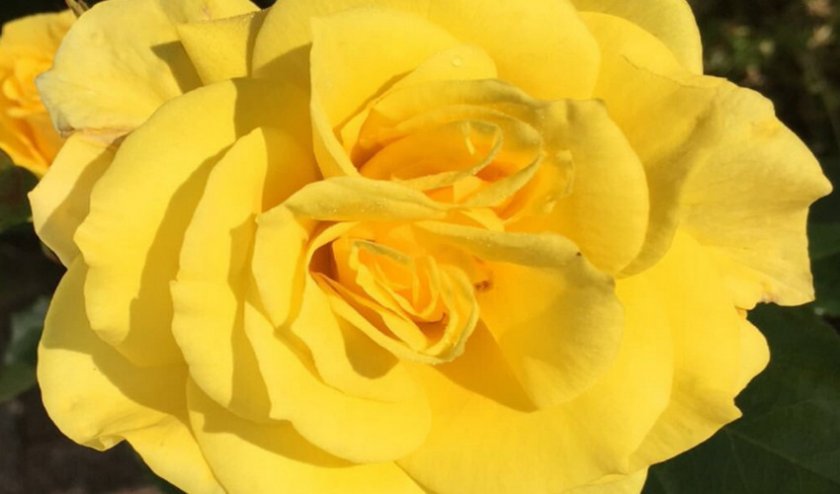 de59dfb2e0007cec8b4f52f23a0859e1 Жовті троянди: до чого дарують, значення та опис кращих сортів, основні правила догляду