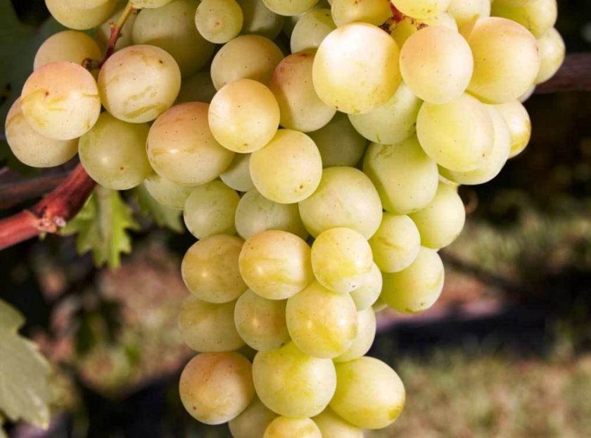 e05c628a6ee1d3ad1a748c77ce2ef9ee Зелений виноград: посадка й догляд, користь і шкоду, калорійність, що можна приготувати, кращі рецепти, фото