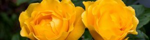e140fb6b7b14bb34d899395ce8e87f18 Роза Ландора: опис рослини, умови для вирощування і правила догляду, фото