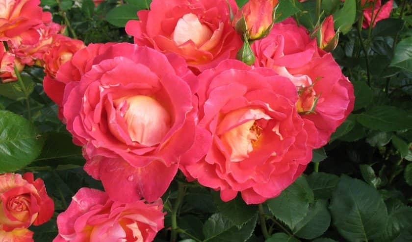 e3d6698d45c2cec791dc744c230d6b42 Жовті троянди: до чого дарують, значення та опис кращих сортів, основні правила догляду