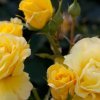 e4d2fba28d8f39e2990f3efd32c94647 Паркові троянди: опис, посадка й догляд, вирощування, обрізка і укриття на зиму, фото, відео