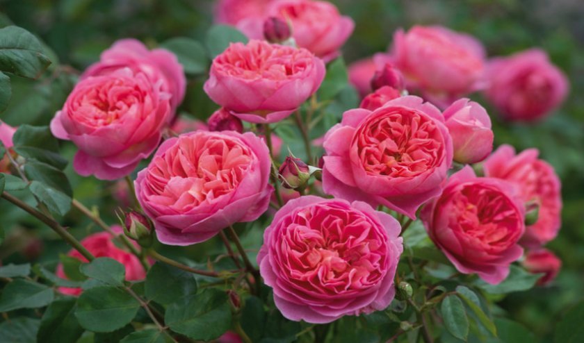e4df7a969fac87f1365769ea0c5c8fc4 Англійські троянди: опис з фото, особливості посадки, догляду та вирощування