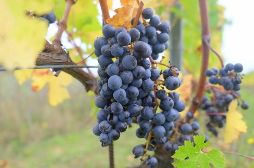 e5a335de6e34e0f3d0c2f33239ca16f2 Як зробити вино з чорного винограду в домашніх умовах: прості рецепти приготування, кращі сорти