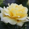 e606d512d14da7a717cef26684e955bc Паркові троянди: опис, посадка й догляд, вирощування, обрізка і укриття на зиму, фото, відео