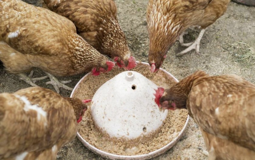 eb81eb64795c09aa020e48db2e6c0758 Чому кури клюють яйця: в чому причина і що робити, народні поради