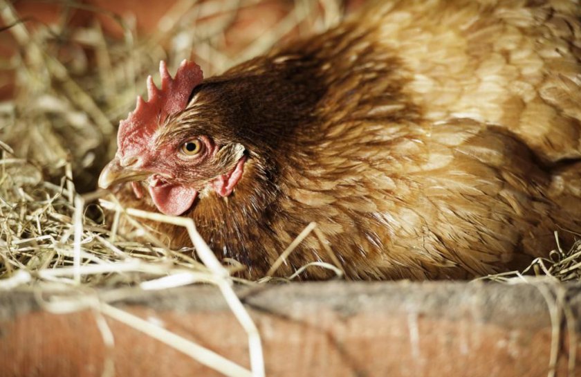 efeca9c5b45836127a56cb5daad5bb39 Тонка шкаралупа у курячого яйця: в чому причина, що робити, чим годувати