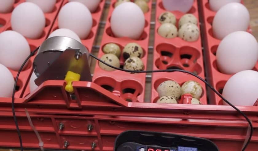 f2ceb955c002f5433c7b8201bff069b8 Інкубатор своїми руками з автоматичним переворотом яєць: як зробити своїми руками в домашніх умовах, креслення, відео