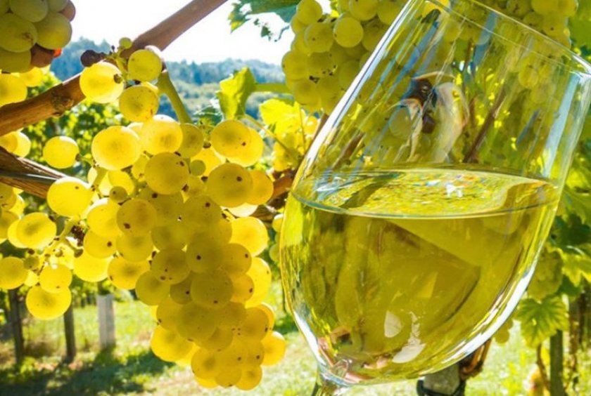 f4896ed400d6edcd99c73b1a4dd98cc9 Як зробити вино з білого винограду: прості рецепти, кращі сорти, покрокове приготування