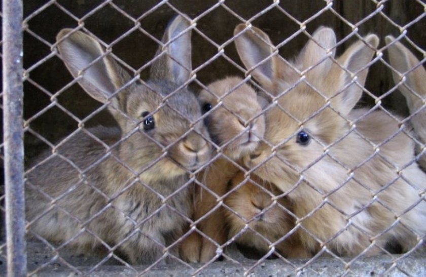 f4962a86a6b3e590aa735f4a8b1e500a Коли відлучати кроленят від кролиці: в якому віці, ніж годувати та доглядати за кроленят після відсадження, відео