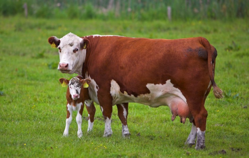 f75f7c547c3c45ee818afc2cac089822 Чому після отелення корова не дає молока: що робити