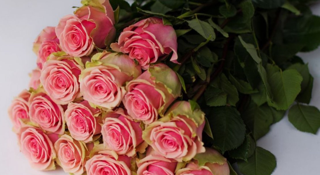f9d68c15e38fde90f642d6580646e8d5 Троянди Еквадор: опис сортів з фото, особливості вирощування та догляд