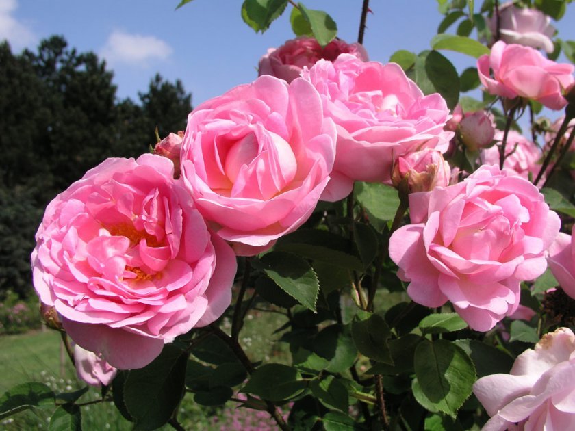 fa845a93a0903b224aaae020c6981d71 Піоноподібні троянди: опис з фото, особливості садіння, вирощування та догляду, відео