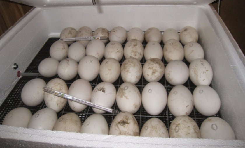 fc8b83a6677e214c99abf8c2a0e2a930 Температура в інкубаторі для курячих яєць: закладки, висиджування, висновку, таблиця