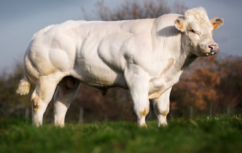 fd12ee3934ae4c060fe3cfe00050e507 Бельгійська блакитна корова: опис породи, фото, утримання та догляд
