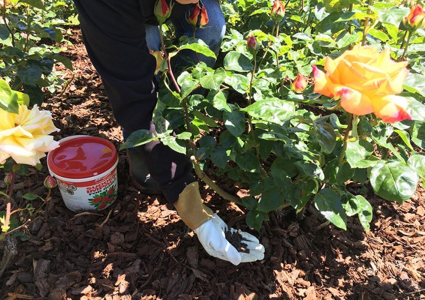 fef74095d2a9d646579498b36c213e55 Добриво весною для троянд: чим краще підгодовувати, скільки і як правильно вносити добрива, виготовлення добрив в домашніх умовах