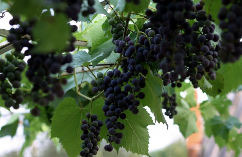kak pravilno polivat vinograd letom: kak chasto i skolko raz, osnovnye pravila687 Як правильно поливати виноград влітку: як часто і скільки разів, основні правила