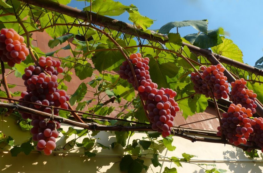 kak pravilno posadit vinograd osenyu, cherenkami i sazhencami14 Як правильно посадити виноград восени, живцями і саджанцями