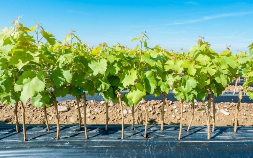 kak pravilno posadit vinograd osenyu, cherenkami i sazhencami15 Як правильно посадити виноград восени, живцями і саджанцями