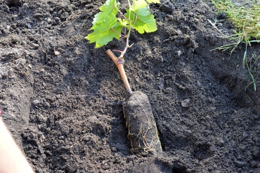 kak pravilno posadit vinograd osenyu, cherenkami i sazhencami16 Як правильно посадити виноград восени, живцями і саджанцями