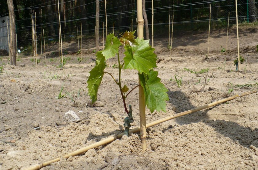 kak pravilno posadit vinograd osenyu, cherenkami i sazhencami23 Як правильно посадити виноград восени, живцями і саджанцями