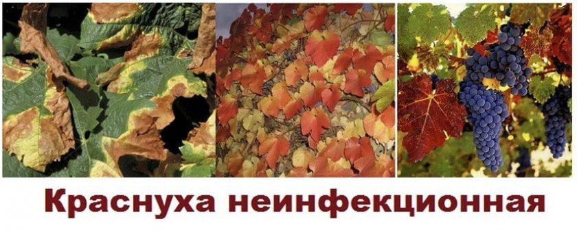 krasnye listya u vinograda: prichiny i chto pri ehtom delat, foto, video343 Червоні листя винограду: причини і що при цьому робити, фото, відео
