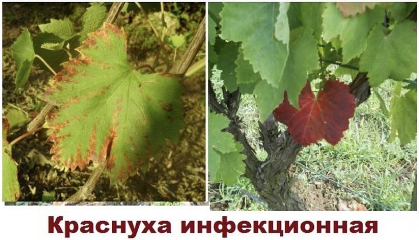 krasnye listya u vinograda: prichiny i chto pri ehtom delat, foto, video344 Червоні листя винограду: причини і що при цьому робити, фото, відео