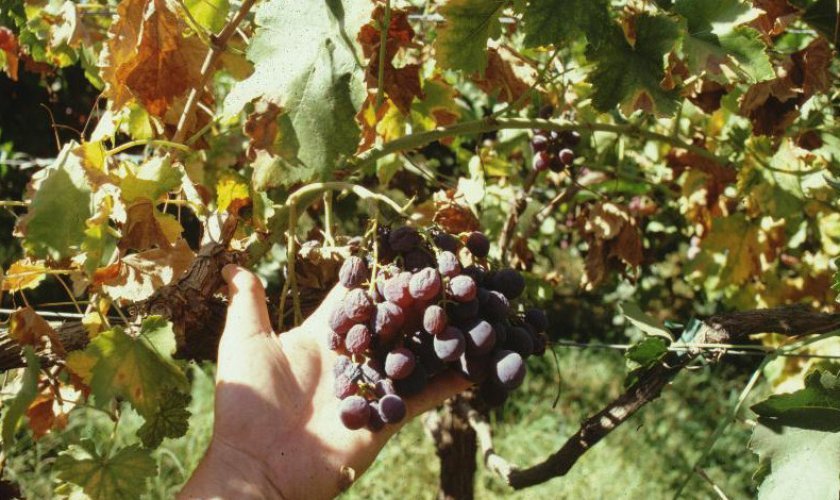 pochemu zhelteet vinograd: chto delat, prichina i lechenie, foto, video573 Чому жовтіє виноград: що робити, причина та лікування, фото, відео