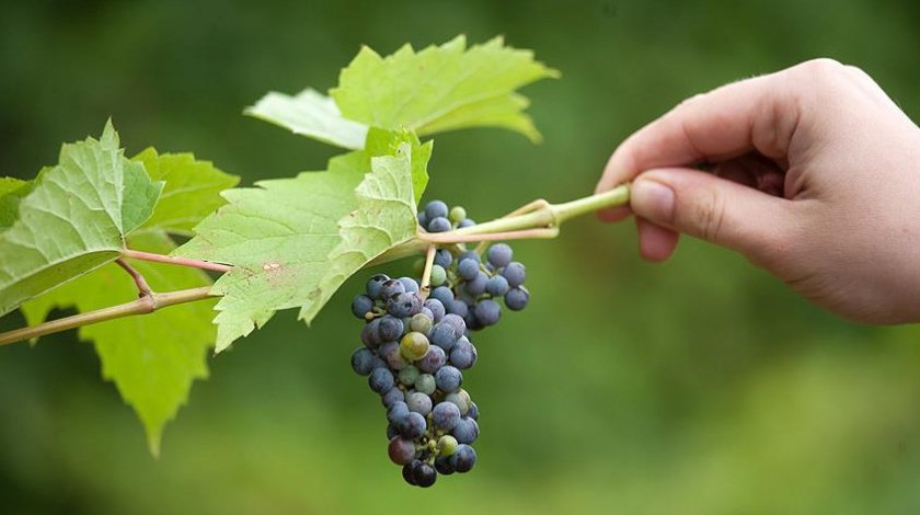 podgotovka vinograda k zime v sibiri326 Підготовка винограду до зими в Сибіру