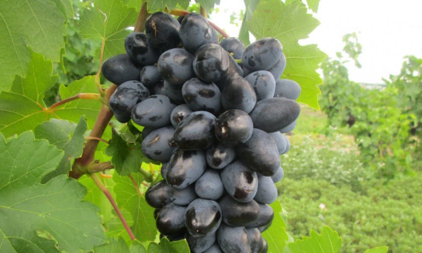 sort vinograda atos: opisanie i foto159 Сорт винограду Атос: опис та фото