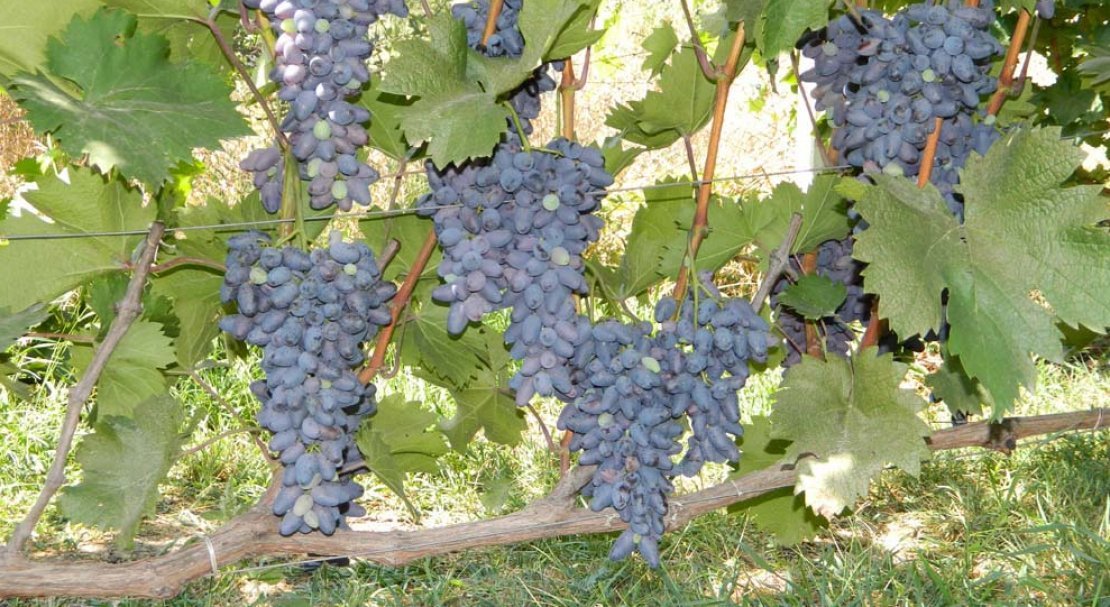 sort vinograda pamyati negrulya: opisanie i foto, otzyvy552 Сорт винограду Памяті Негруля: опис та фото, відгуки