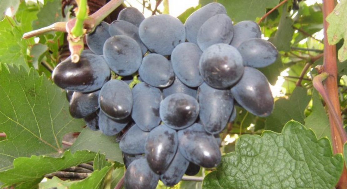 sort vinograda pamyati negrulya: opisanie i foto, otzyvy557 Сорт винограду Памяті Негруля: опис та фото, відгуки