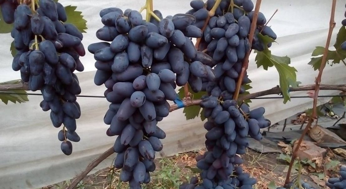 sort vinograda pamyati negrulya: opisanie i foto, otzyvy560 Сорт винограду Памяті Негруля: опис та фото, відгуки