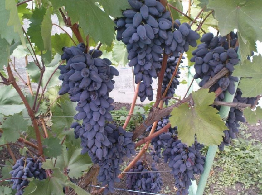 sort vinograda pamyati negrulya: opisanie i foto, otzyvy564 Сорт винограду Памяті Негруля: опис та фото, відгуки