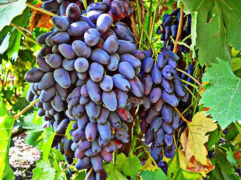 sort vinograda pamyati negrulya: opisanie i foto, otzyvy568 Сорт винограду Памяті Негруля: опис та фото, відгуки