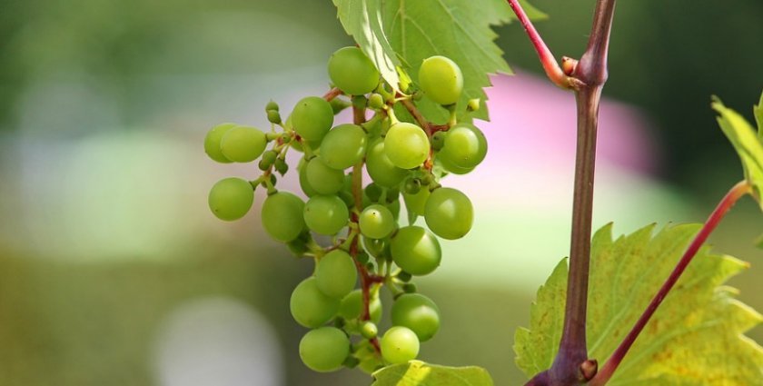 ukhod za vinogradom letom: obrezka i drugie procedury348 Догляд за виноградом влітку: обрізка і інші процедури