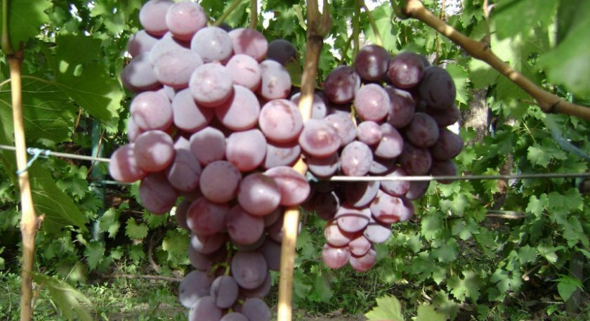 vinograd favor: opisanie sorta, foto, otzyvy120 Виноград Фавор: опис сорту, фото, відгуки