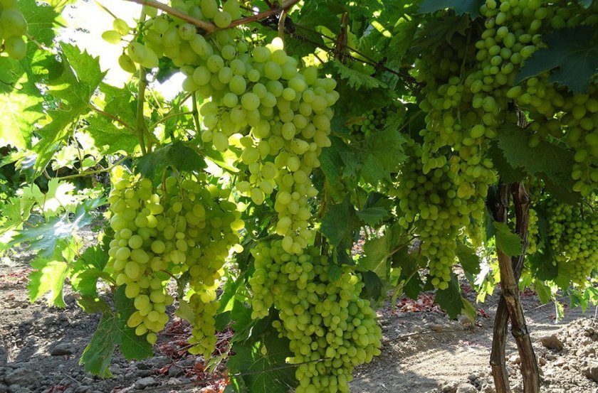 vinograd krasen: opisanie sorta, foto, otzyvy565 Виноград «Красень»: опис сорту, фото, відгуки