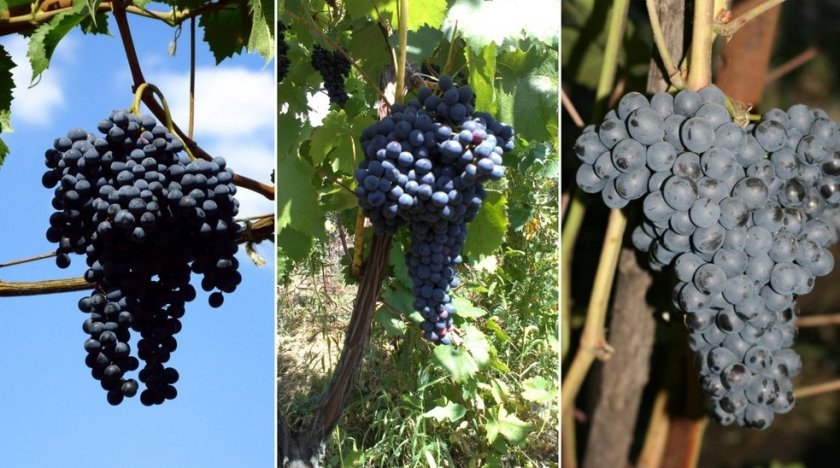 vinograd krasen: opisanie sorta, foto, otzyvy566 Виноград «Красень»: опис сорту, фото, відгуки