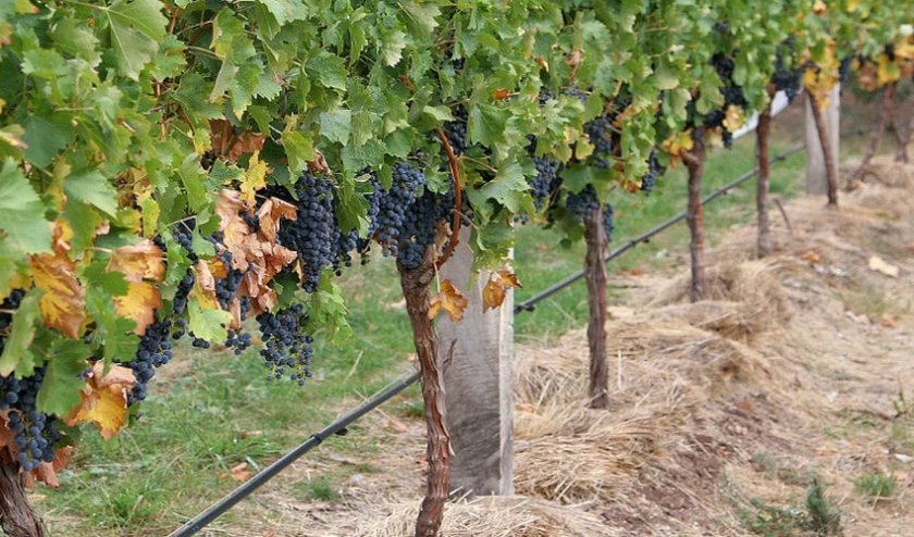 vinograd krasotka: opisanie sorta, foto176 Виноград «Красуня»: опис сорту, фото