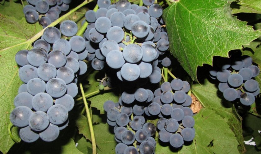vinograd moldova: opisanie sorta, foto141 Виноград Молдова: опис сорту, фото