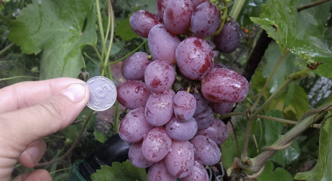 vinograd nizina: opisanie sorta, foto398 Виноград «Низина»: опис сорту, фото