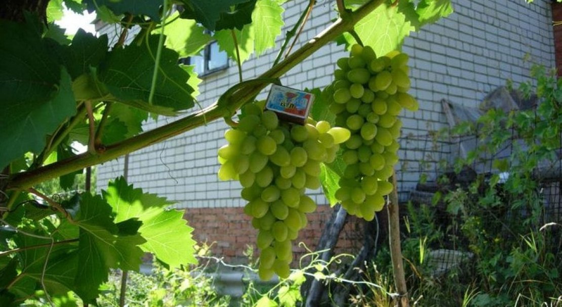 vinograd pleven: opisanie sorta, foto, otzyvy596 Виноград «Плевен»: опис сорту, фото, відгуки