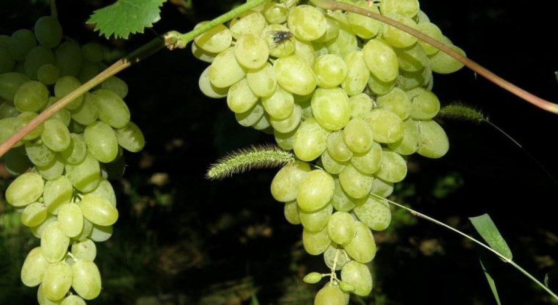 vinograd pleven: opisanie sorta, foto, otzyvy597 Виноград «Плевен»: опис сорту, фото, відгуки