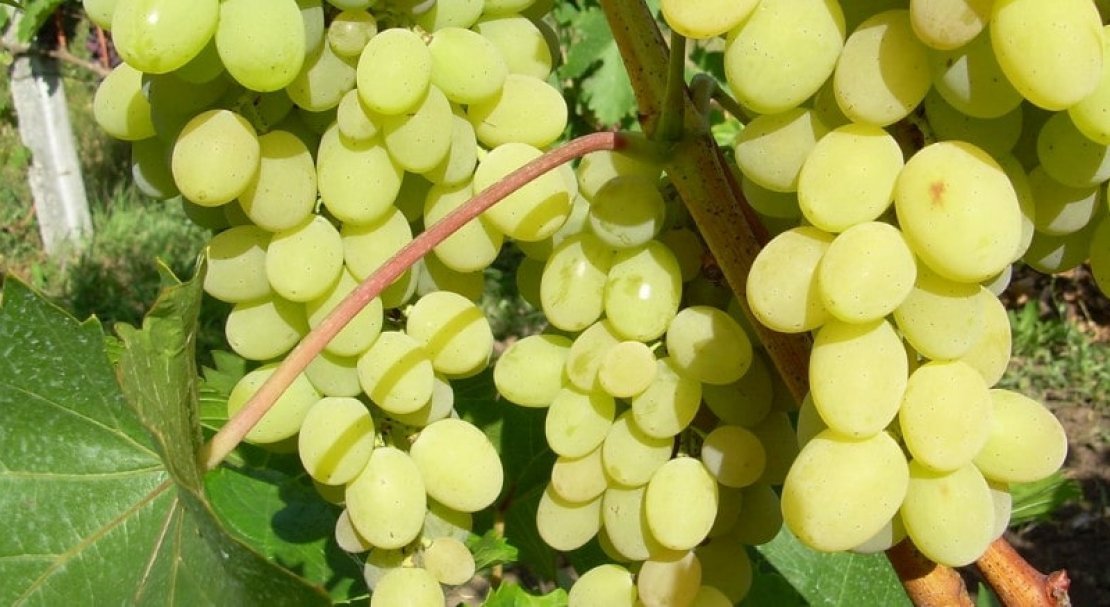vinograd pleven: opisanie sorta, foto, otzyvy600 Виноград «Плевен»: опис сорту, фото, відгуки