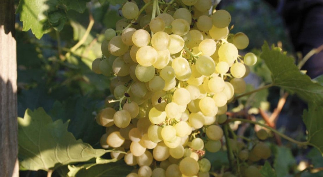 vinograd pleven: opisanie sorta, foto, otzyvy601 Виноград «Плевен»: опис сорту, фото, відгуки