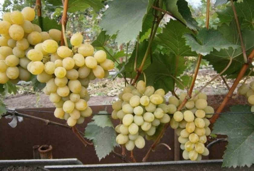 vinograd pleven: opisanie sorta, foto, otzyvy605 Виноград «Плевен»: опис сорту, фото, відгуки