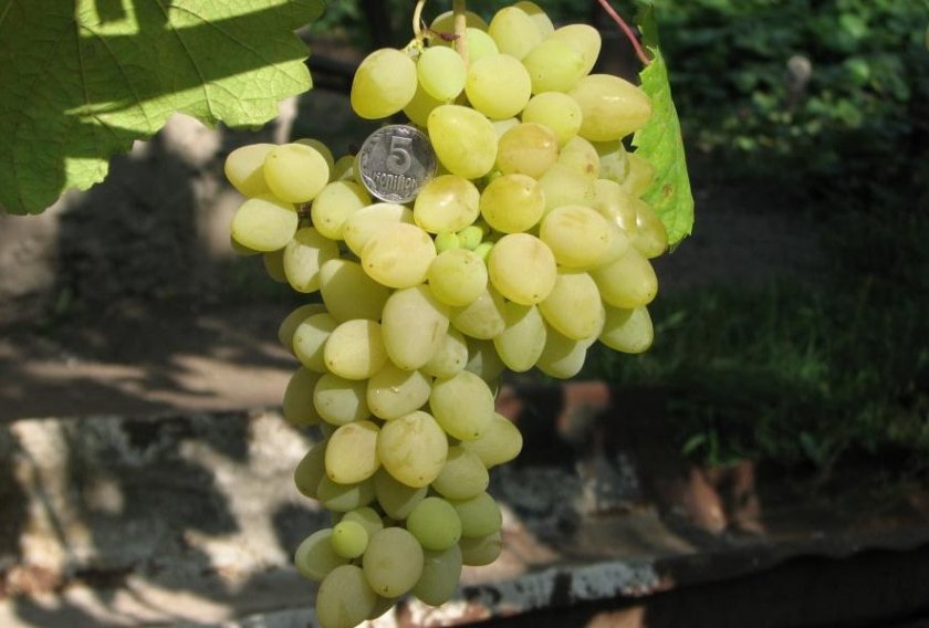 vinograd pleven: opisanie sorta, foto, otzyvy606 Виноград «Плевен»: опис сорту, фото, відгуки