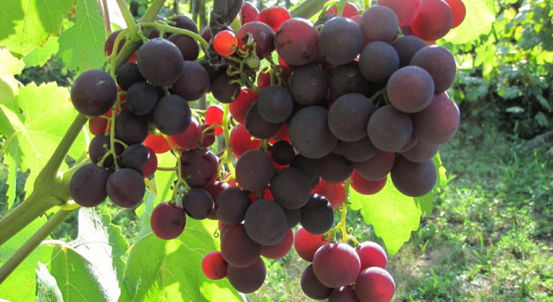 vinograd roshfor: opisanie sorta, foto, otzyvy346 Виноград Рошфор: опис сорту, фото, відгуки