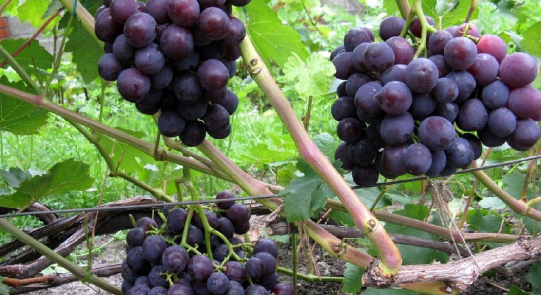 vinograd roshfor: opisanie sorta, foto, otzyvy348 Виноград Рошфор: опис сорту, фото, відгуки